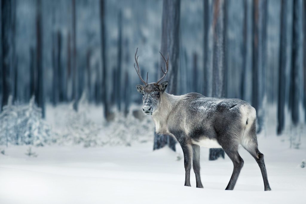 Un reno mira a cámara en medio de un claro en los bosques nevados de Laponia