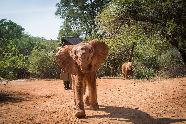 Adopta a un elefante en Kenia
