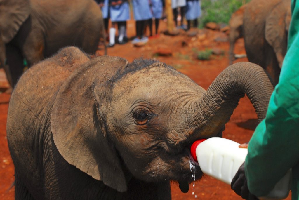 Orfanato de elefantes en Nairobi
