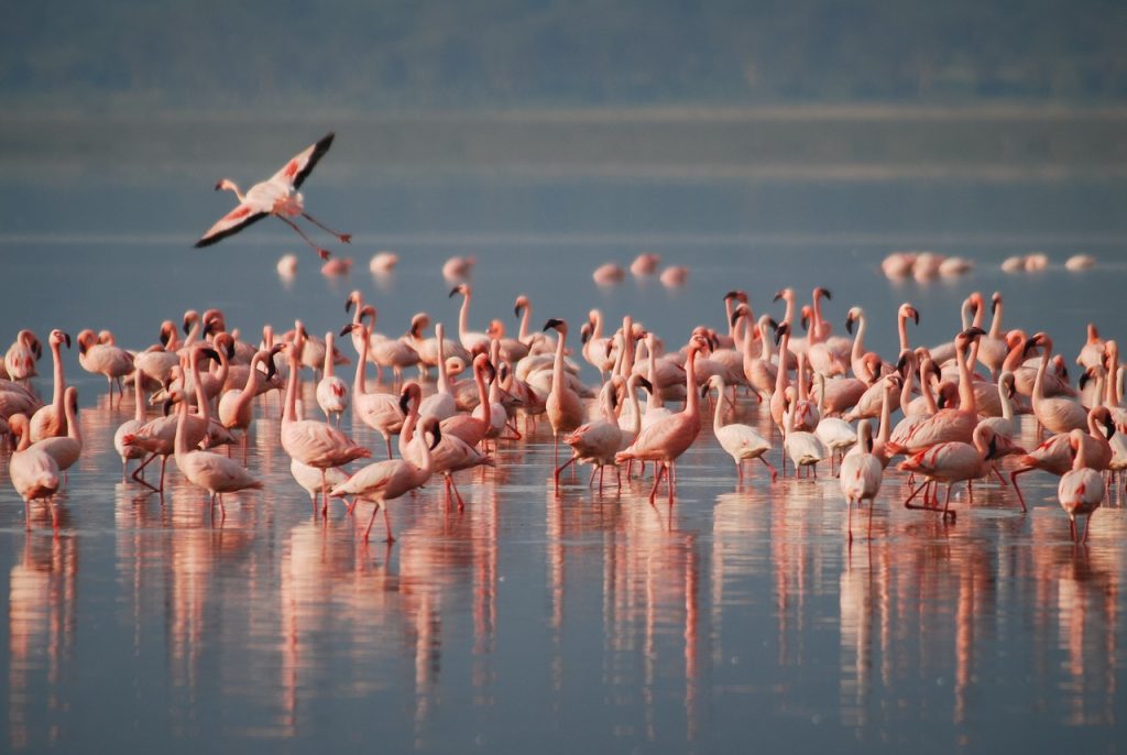 Flamencos en Lago Nakuru
