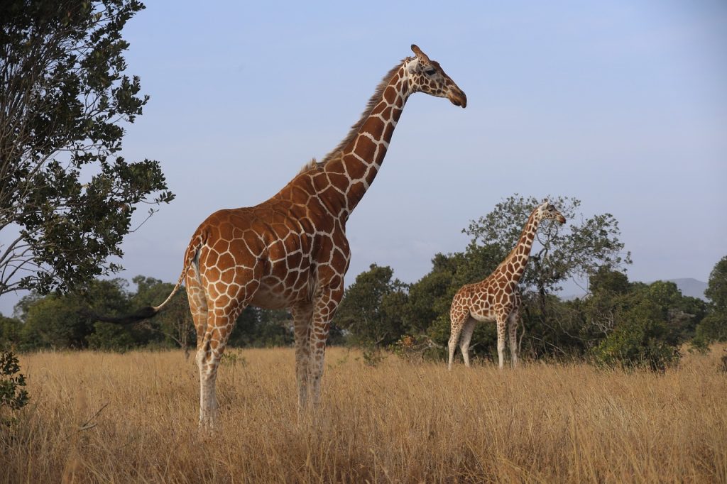 Parque Nacional de Samburu