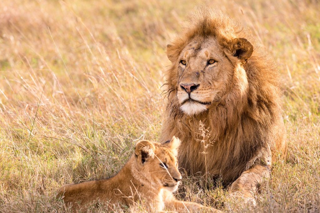 Leones en Masai Mara