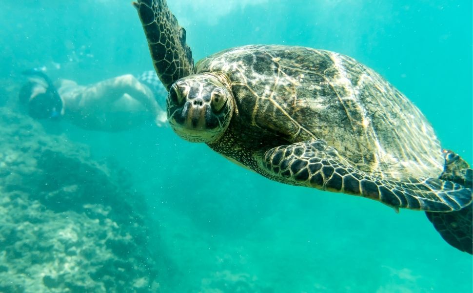 Nadar con Tortugas marinas en Riviera Maya