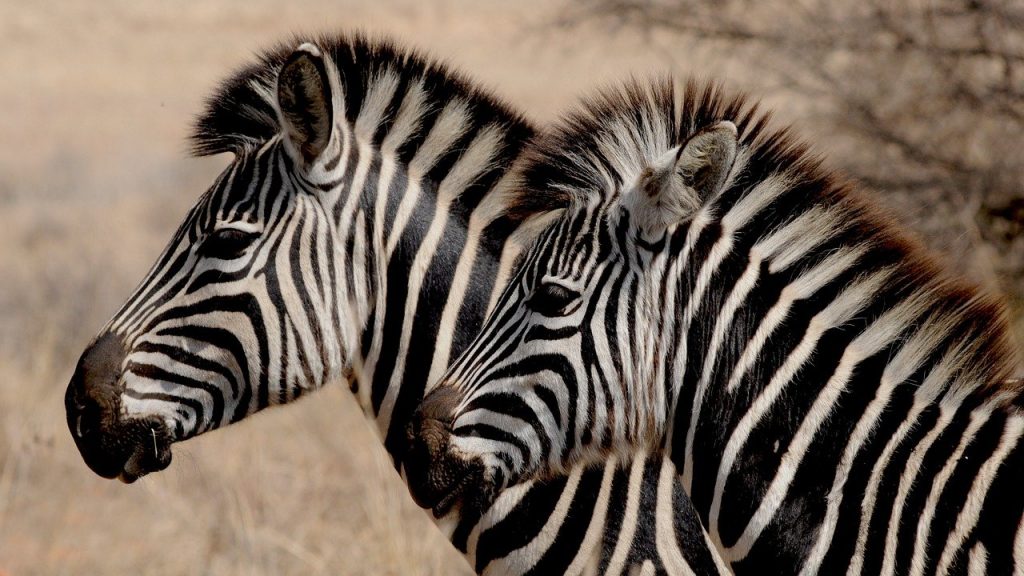 Cebras en Kenia