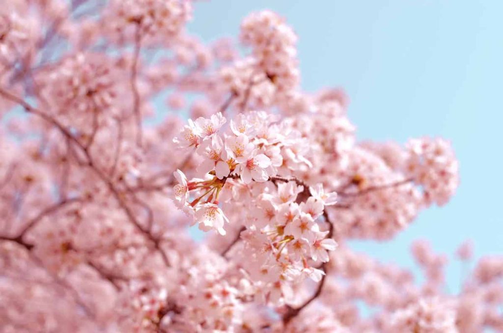 Cuando viajar a Japón y ver los cerezos en flor