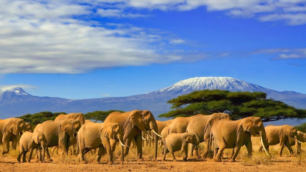 Reserva de elefantes en Tanzania. Safari pra novios