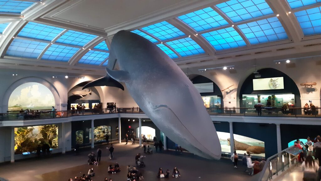 Museo de Historia Natural de Nueva York