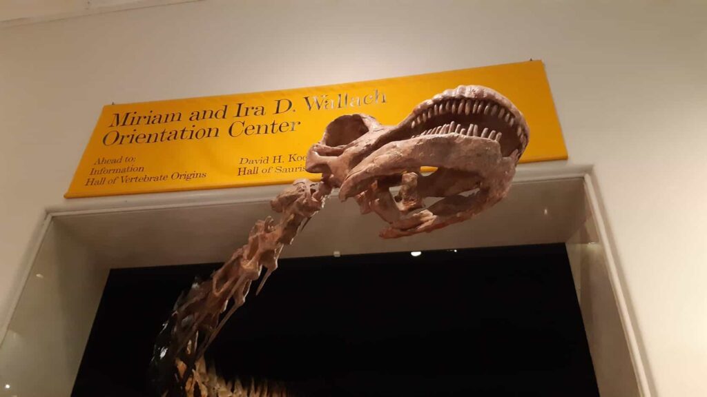 Esqueleto de dinosaurio en la sala del Museo de Historia Natural de Nueva York