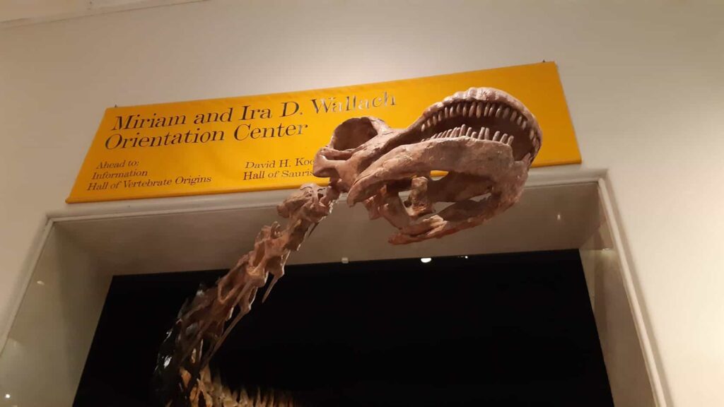 Esqueleto de dinosaurio en la sala del Museo de Historia Natural de Nueva York