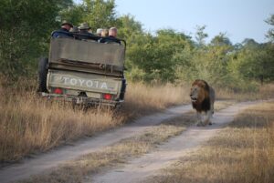 Leon caminando por carretera encuentra camioneta de safari