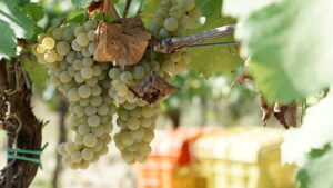 Viñedo en La Toscana