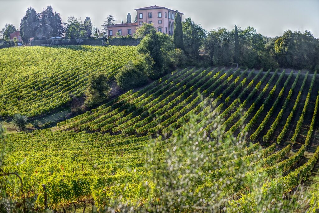 Viñedo en La Toscana, italia ideal para viajes románticos
