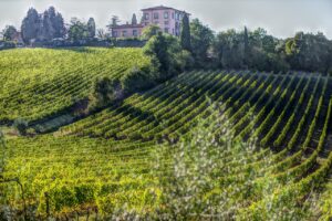 Viñedo en La Toscana, italia