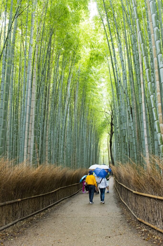 bosque de bambú Arashiyama