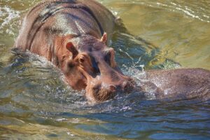 Hipopótamos en el rio Zambezi