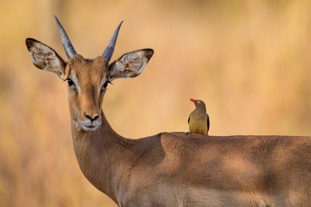 Impala en la sabana africana