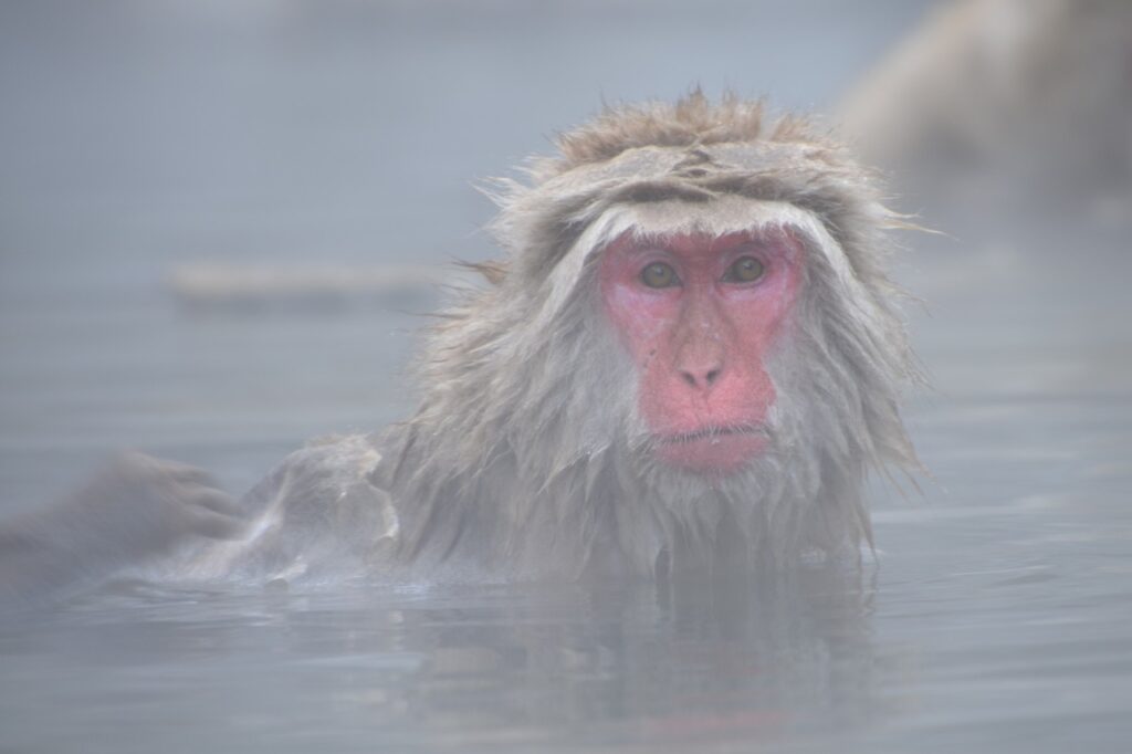 mono de nieve en baño termal onsen japón