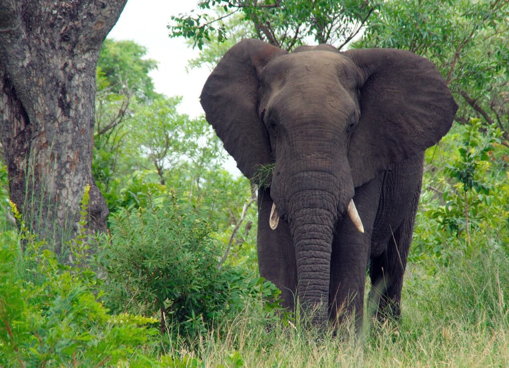 Eelefante en parque Kruger