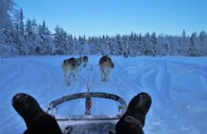 Vista subjetiva de un trineo de perros en Laponia desde el punto de vista de la persona en el trineo, con los perros corriendo frente a sus pies
