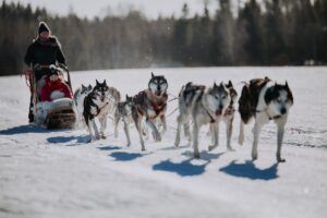 Trineo tirado por perros en Laponia durante el invierno