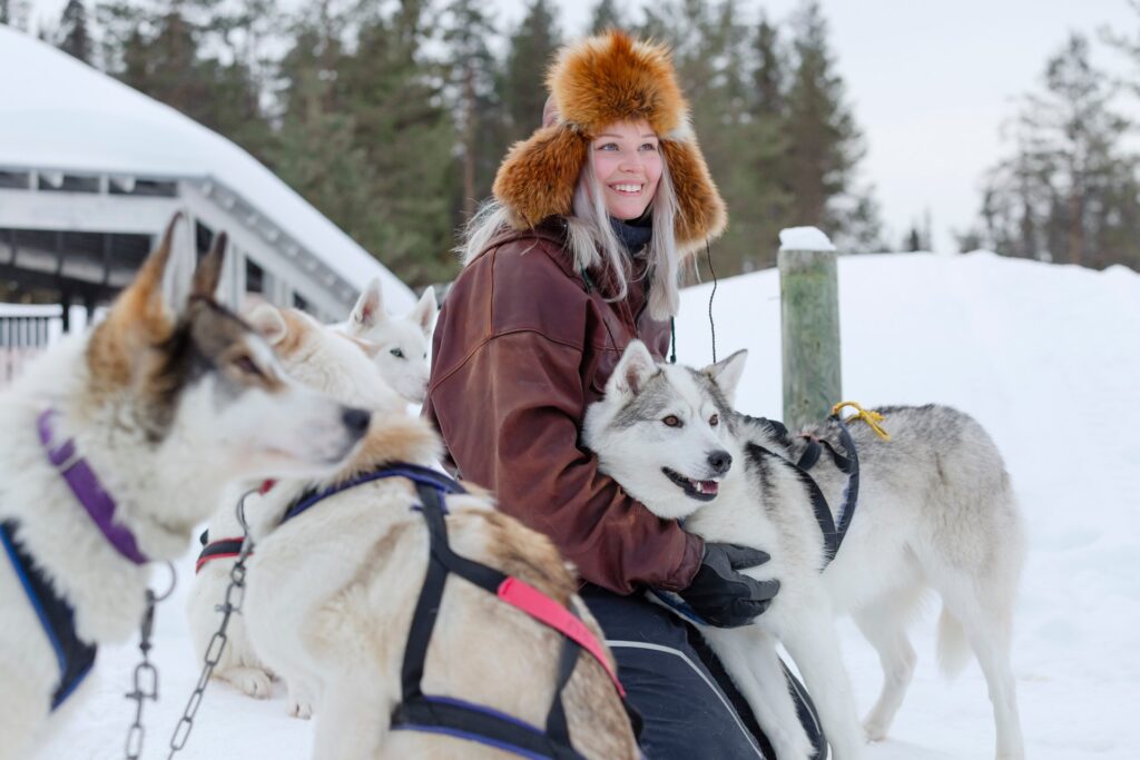 Musher acariciando a sus perros husky en Salla, Laponia antes de iniciar el paseo en trineo de perros