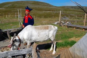 Pueblo Sami con reno en una granja en primer plano y su cuidador vestido con traje tradicional de laponia