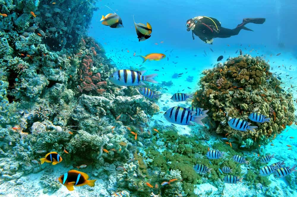 Escena submarina con peces exóticos con un buceo y arrecife de coral del Mar Rojo, pez globo, pez antorcha, pez espada, pez sargento mayor, pez dorado y otra vida marina cerca de Hurghada, Egipto