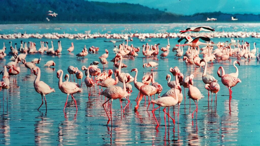 Lago Nakuru, Kenia