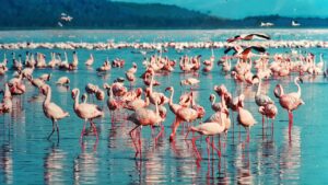 Lago Nakuru, Kenia