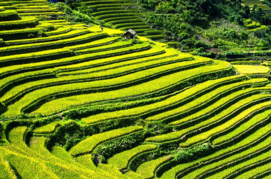 Campos de te en terraza en Vietman