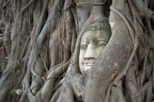buddha cabeza, arbol bodhi , ayutthaya