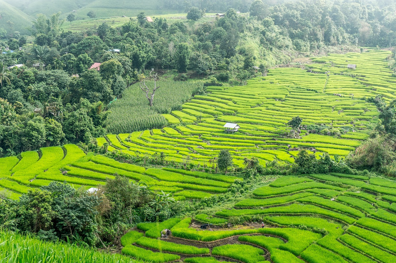 Tailandia en febrero, chiang mai