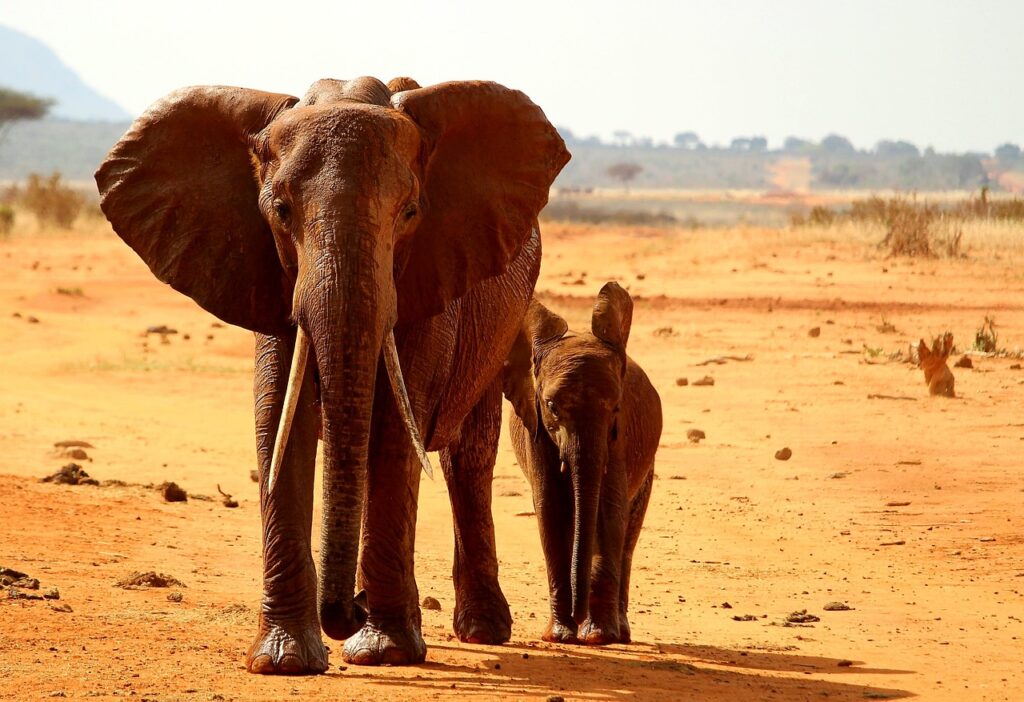 Tsavo Kenia