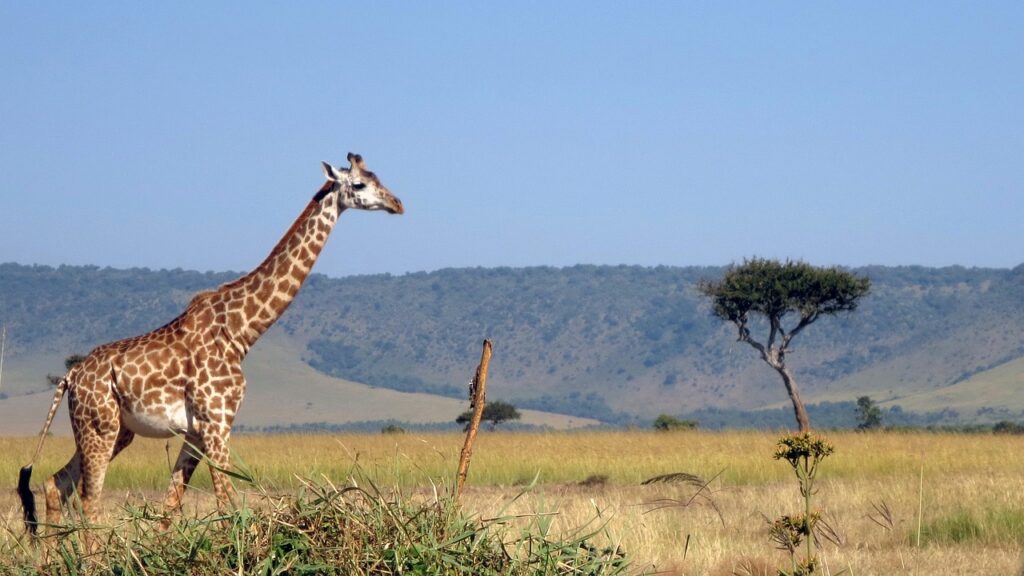 masai mara, Kenia africa