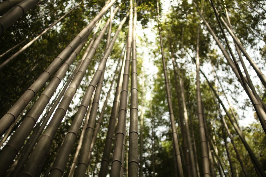 Arashiyama