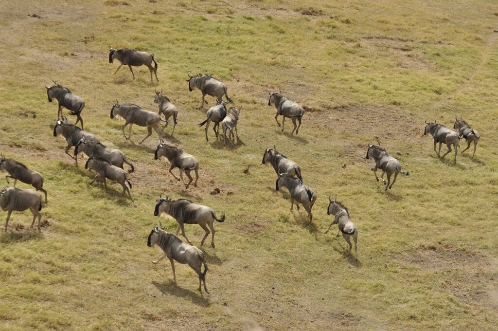 Migración Masai Mara