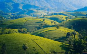 Montañas en Vietnam con plantaciones de te