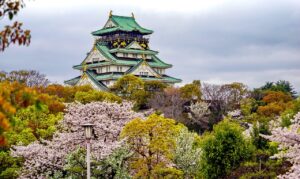 almendros en flor, japón, osaka