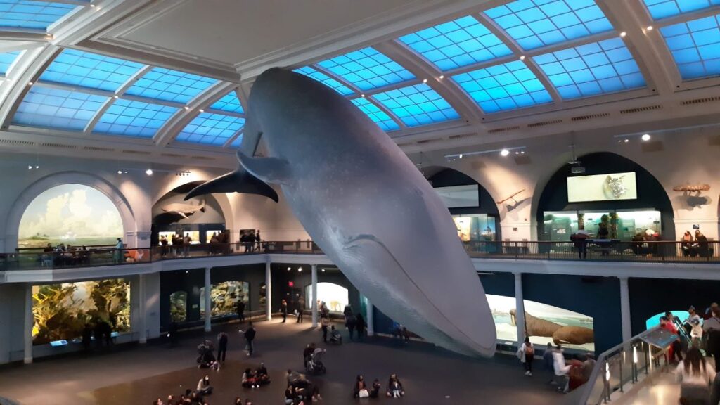 Ballena en el Museo Americano de Historia Natural de Nueva York