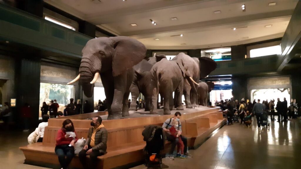 Elefentes en el Museo Americano de Historia Natural de Nueva York