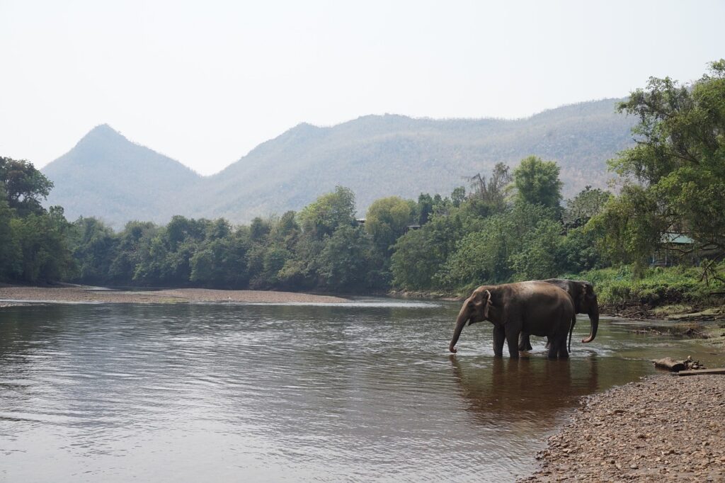 Elefantes en Tailandia