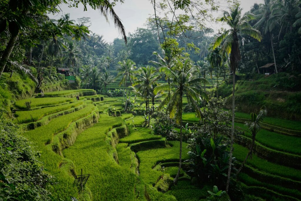 Plantaciones de arroz en Bali