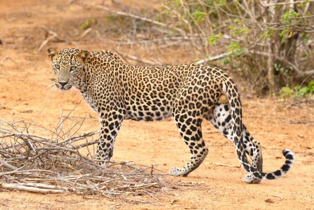 leopardo en Kenia, uno de los 5 grandes