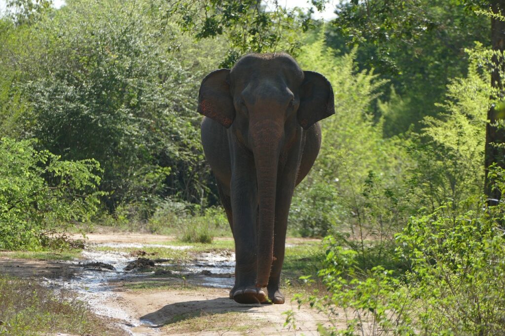 Elefante en Sri Lanka