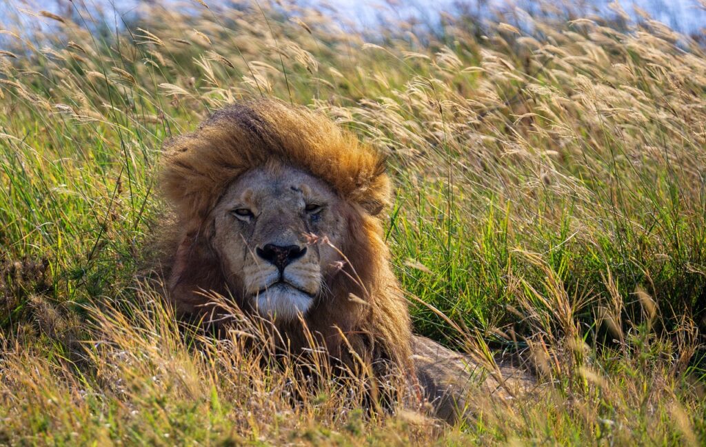 safari en tanzania