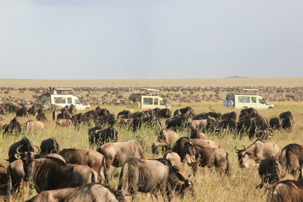 safari en Tanzania