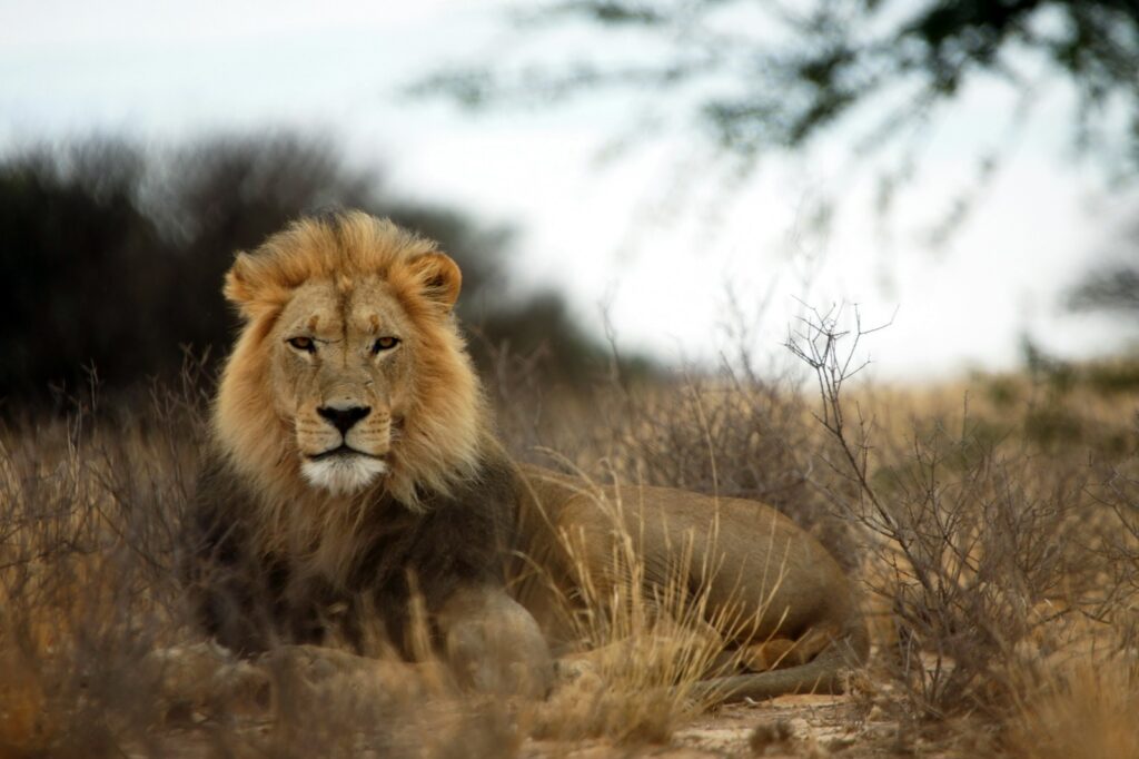 leon en Kenia, uno de los 5 grandes