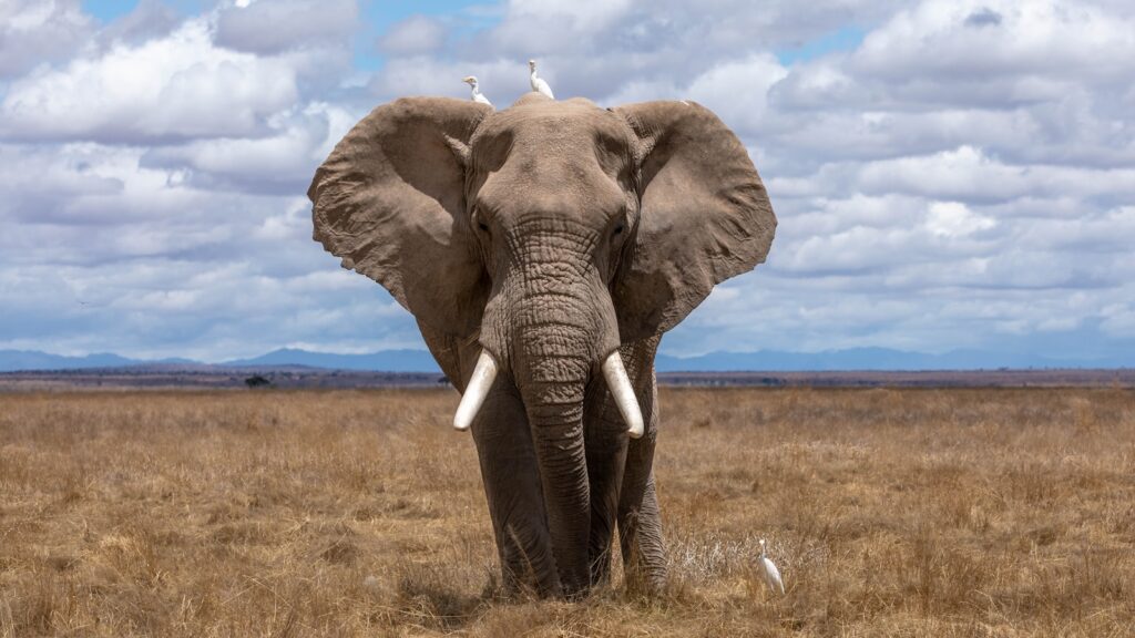 elefante en kenia, uno de los 5 grandes