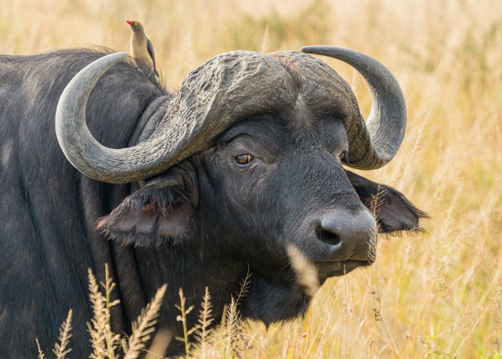 Búfalo en Kenia, uno de los 5 grandes