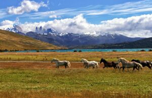 Caballos junto a un lago de montaña en Torres del Paine, Patagonia chilena